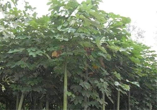 景龙生态绿化建设 图 苗木种植基地在哪里 宁夏苗木种植基地