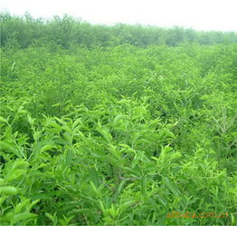 彭水县青青苗木种植专业合作社