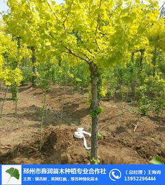 邳州市鑫润苗木种植专业合作社