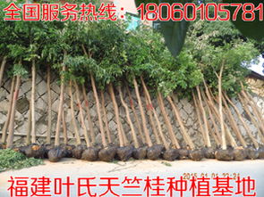 天竺桂 福建天竺桂 天竺桂特价苗 浙江天竺桂环美苗木种植基地 18359523819