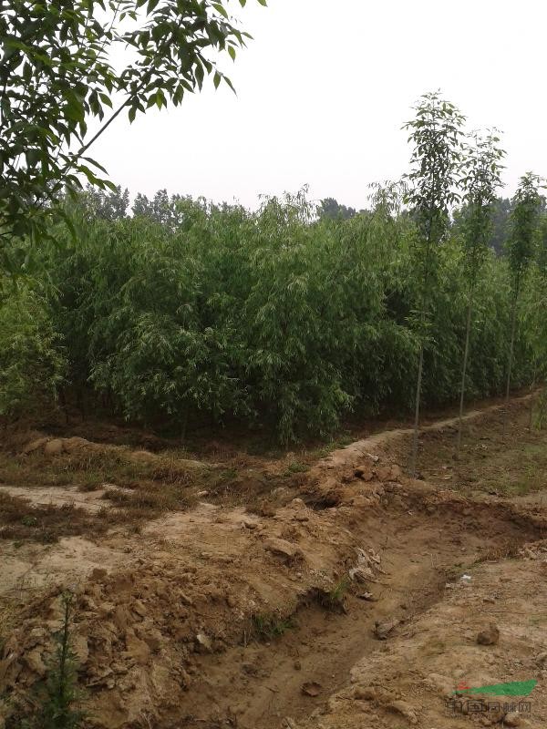 绿色生金 济宁市兖州区广坡苗木种植专业合作社的振兴之路