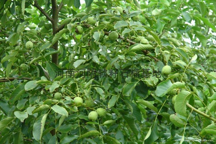 河南核桃树苗种植指南 从选购到自助种植的完整手册
