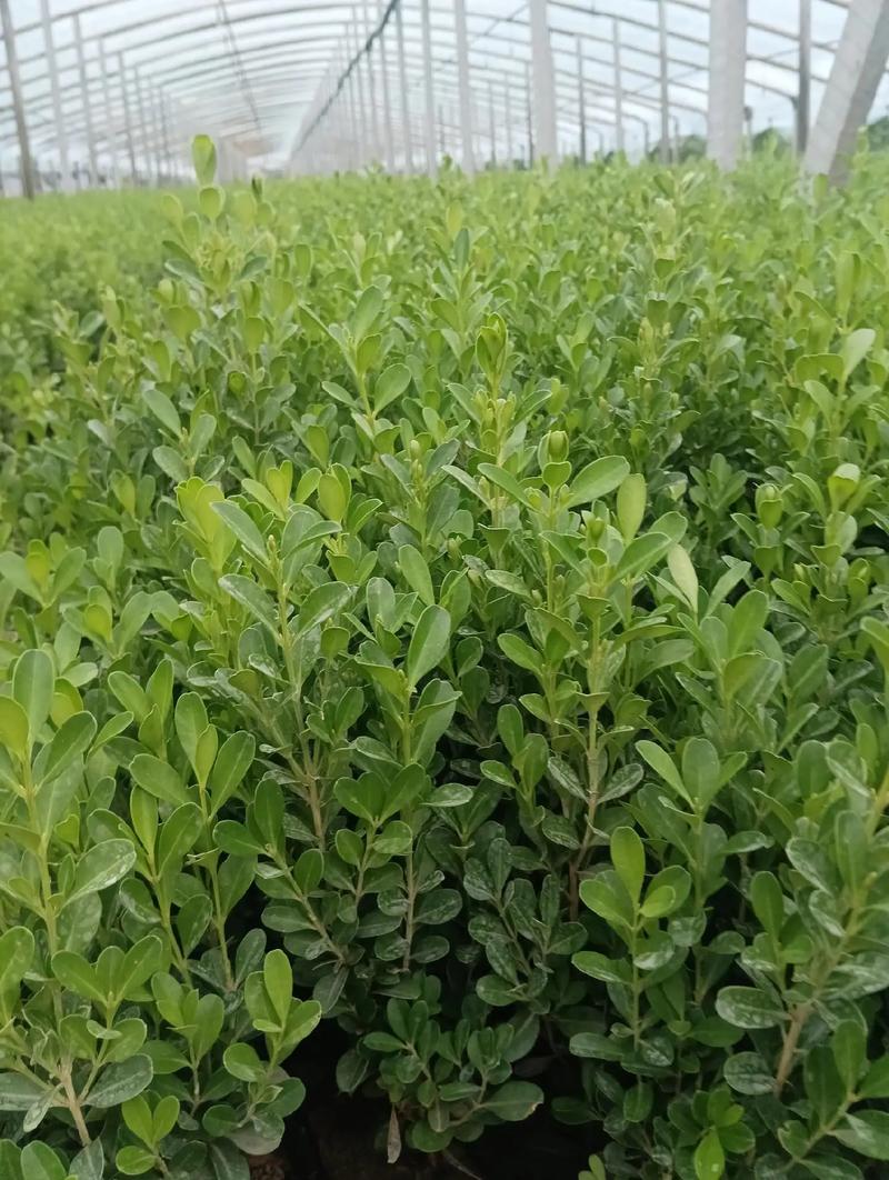 诚实守信，量大从优——记苗木种植基地的生意经