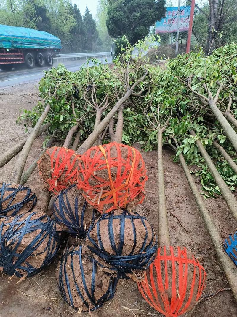 雨天里的苗木基地 龙柏与大叶黄杨的种植与全国发货