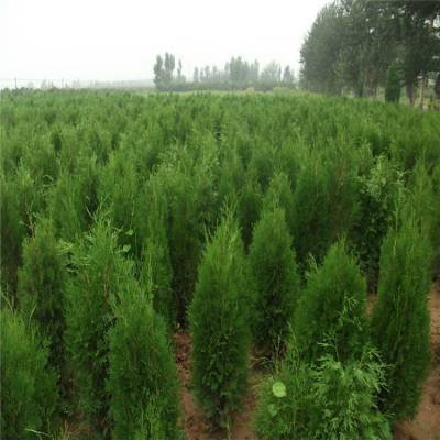 侧柏树苗——庭院绿化的理想选择与种植指南