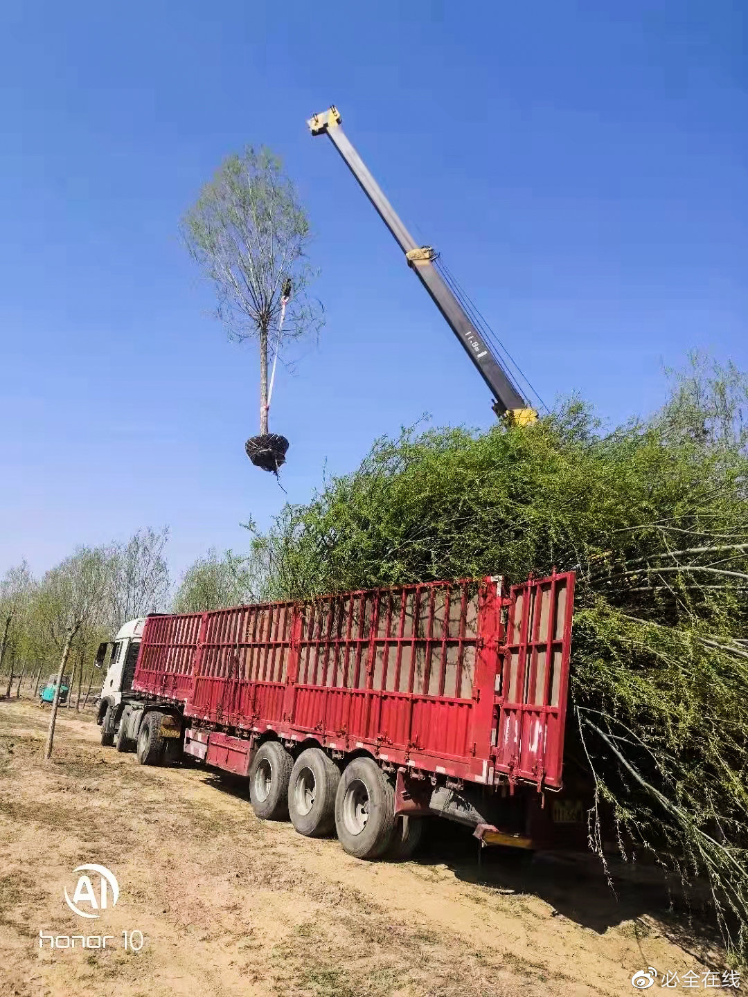 泉城柳韵 济南泉成苗木种植中心的柳树产业与行道树价值探析