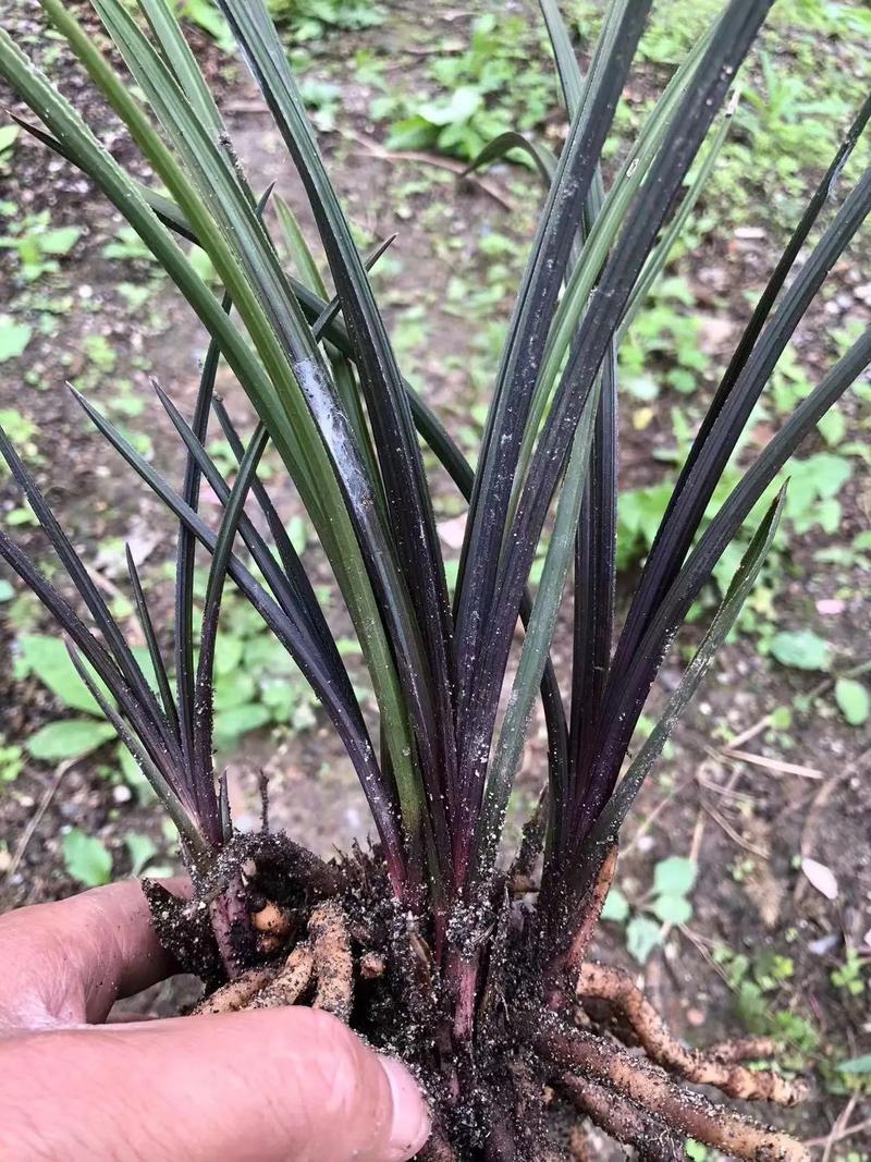 刘红苗木种植基地 用抖音记录2022年9月23日的美好苗木生活