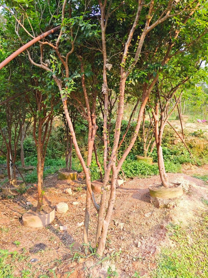 嘉宝果（树葡萄）苗木种植指南 苗木种植基地与园林绿化工程优选树种