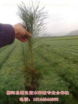 樟子松树苗种植与选购指南——柳河县慧良苗木种植专业合作社