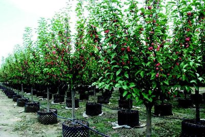 市场趋势 这九大类苗木属于“热门产品”，苗木种植户必看