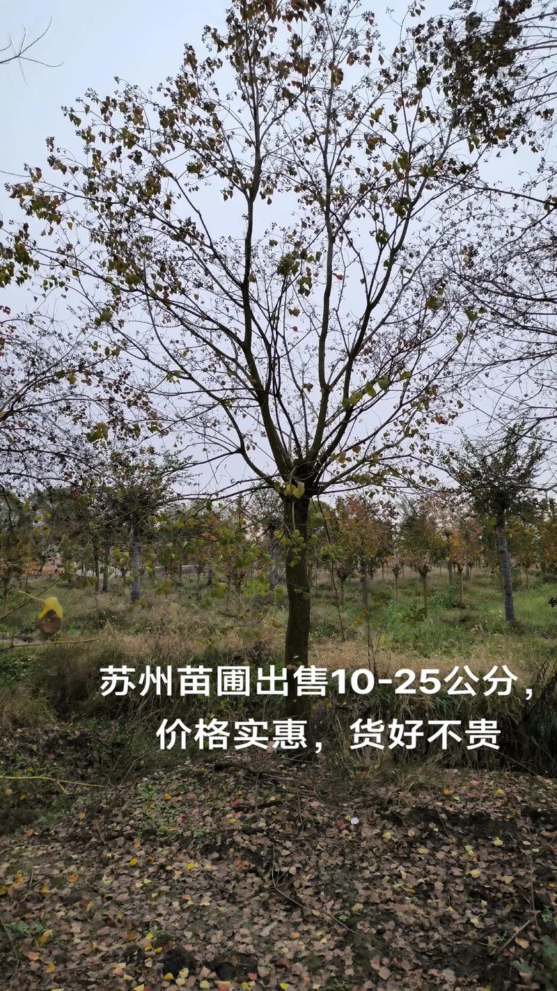 扎根沃土，向阳而生——记苗木种植基地的诚信之路