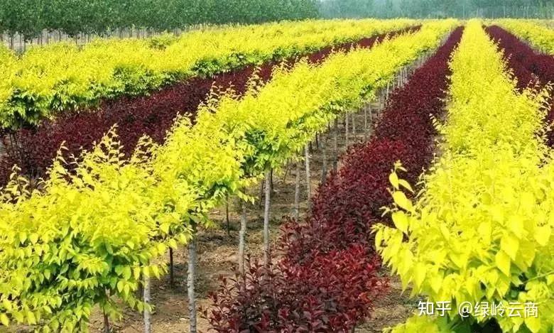 秋天到！苗木栽植与养护核心要点，让苗木来年生机勃勃
