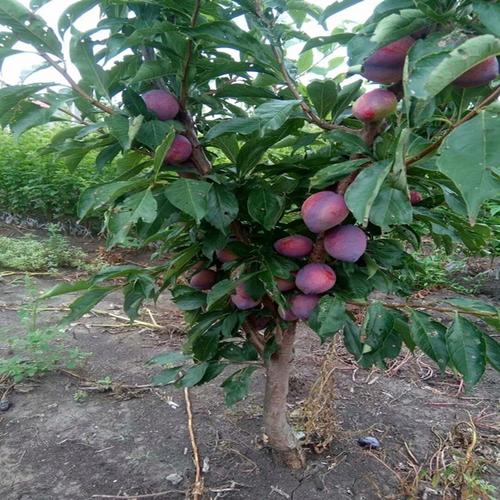 沭阳县玖阳苗木场 嫁接蜂糖李子树苗特大早熟品种及苗木种植技术指南