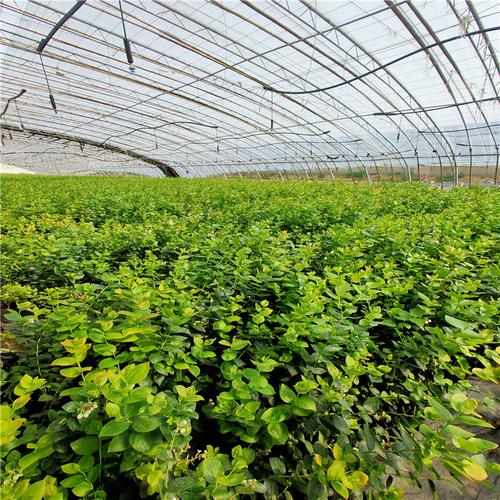 苗木供应全指南 果树苗、嫁接苗详情与种植说明