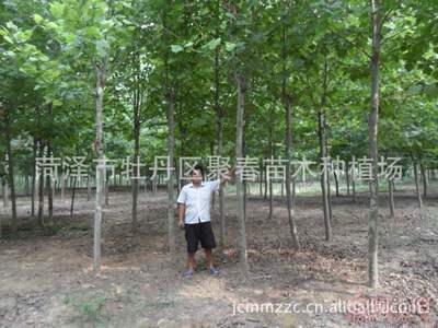 山东菏泽聚春苗木12公分法桐急售 自有苗圃500棵待售，质优价优