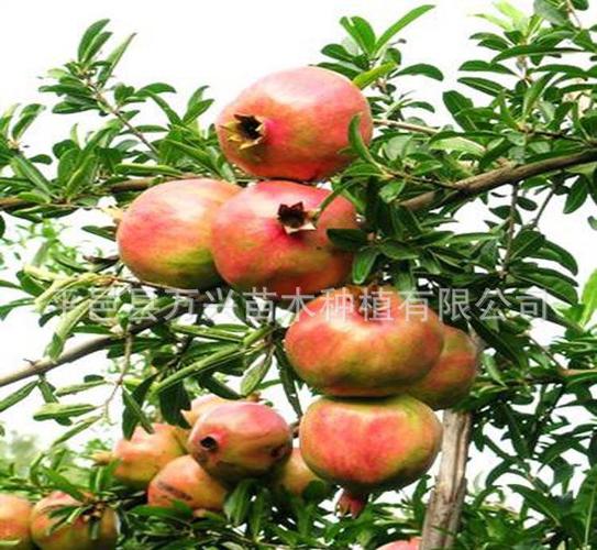 平邑县万兴苗木 软籽石榴苗——特大粒石榴新品种的种植首选